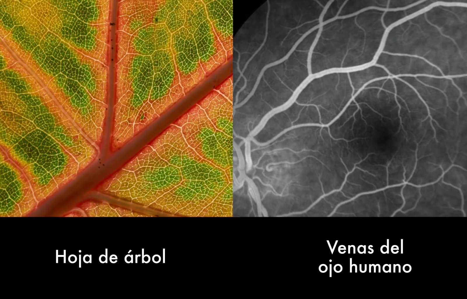 Geometría Sagrada, integrando el intelecto a la intuición