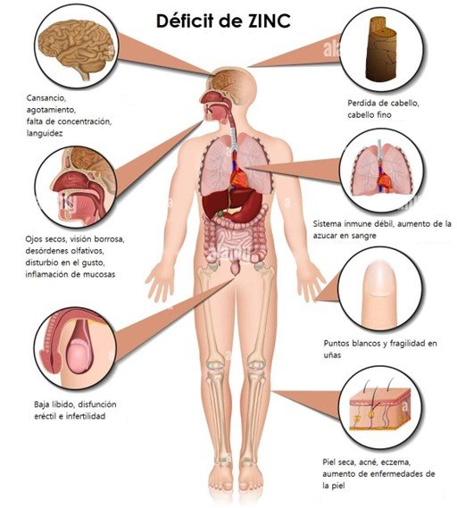 deficit de zinc
