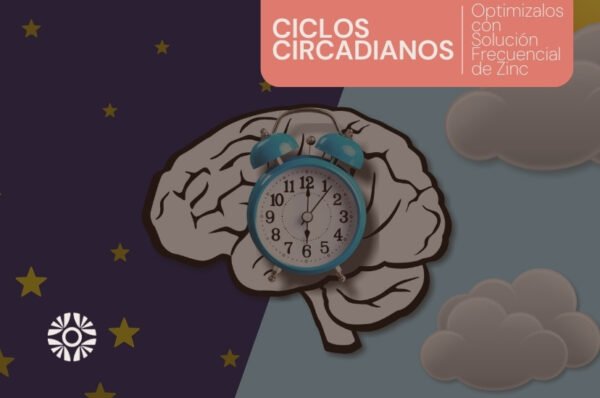 ciclos circadianos