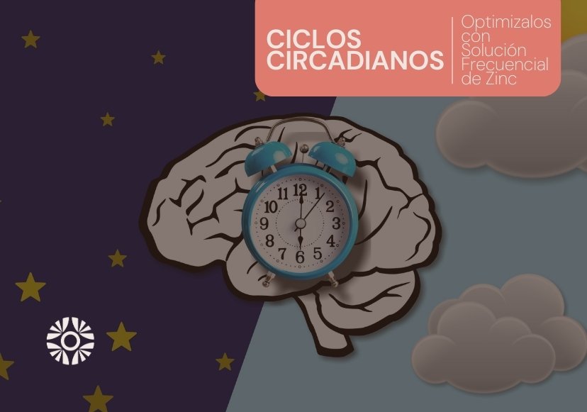 ciclos circadianos